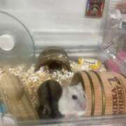 ヒメ日記 2025/05/23 16:58 投稿 涼宮悠里 皇帝別館（こうていべっかん）