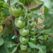 ヒメ日記 2025/07/19 07:45 投稿 サキヤマ 仙台★出張マッサージ委員会