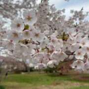 ヒメ日記 2026/04/05 23:25 投稿 サキヤマ 仙台★出張マッサージ委員会