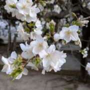 ヒメ日記 2025/04/04 20:02 投稿 マツダ 名古屋★出張マッサージ委員会