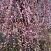 ヒメ日記 2025/03/14 14:41 投稿 サンジョウ 名古屋★出張マッサージ委員会