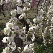 ヒメ日記 2025/03/17 14:41 投稿 サンジョウ 名古屋★出張マッサージ委員会