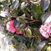 ヒメ日記 2025/03/27 14:21 投稿 サンジョウ 名古屋★出張マッサージ委員会