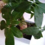 ヒメ日記 2025/06/03 19:23 投稿 サンジョウ 名古屋★出張マッサージ委員会