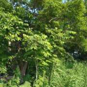 ヒメ日記 2025/07/30 15:41 投稿 サンジョウ 名古屋★出張マッサージ委員会