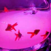 ヒメ日記 2025/08/06 16:11 投稿 サンジョウ 名古屋★出張マッサージ委員会