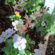 ヒナガタ ビオラ♡ 名古屋★出張マッサージ委員会