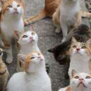 ヒメ日記 2026/01/15 16:32 投稿 早乙女ななこ ベルサイユの薔薇