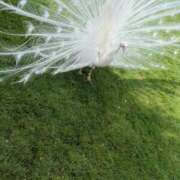 ヒメ日記 2025/08/13 17:30 投稿 そら【美女不思議姫】 Beppin house