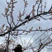 ヒメ日記 2025/03/17 00:10 投稿 流川【人妻コース】 CLUB CANDY（鳥栖店）