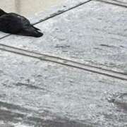 ヒメ日記 2025/04/19 18:02 投稿 菜々子 素人妻達☆マイふぇらレディー