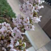 ヒメ日記 2025/05/08 16:42 投稿 成瀬　このみ 三ツ星Class