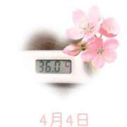 ヒメ日記 2025/04/04 09:01 投稿 ゆきな 石庭