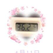 ヒメ日記 2025/04/11 09:01 投稿 ゆきな 石庭