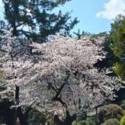 ヒメ日記 2025/04/06 00:47 投稿 さとみ モアグループ神栖人妻花壇