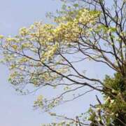 ヒメ日記 2025/04/20 04:34 投稿 さとみ モアグループ神栖人妻花壇