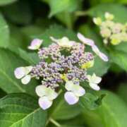 ヒメ日記 2025/05/29 08:56 投稿 さとみ モアグループ神栖人妻花壇