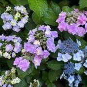 ヒメ日記 2025/06/14 16:44 投稿 さとみ モアグループ神栖人妻花壇