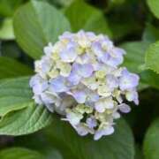 ヒメ日記 2025/06/17 16:45 投稿 さとみ モアグループ神栖人妻花壇