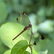 ヒメ日記 2025/07/06 16:09 投稿 さとみ モアグループ神栖人妻花壇