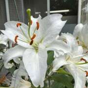 ヒメ日記 2025/07/29 14:00 投稿 さとみ モアグループ神栖人妻花壇