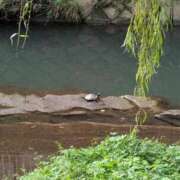 ヒメ日記 2025/10/19 13:02 投稿 さとみ モアグループ神栖人妻花壇