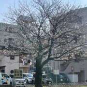 ヒメ日記 2025/04/09 12:20 投稿 みずき 石庭