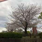 ヒメ日記 2025/04/14 12:20 投稿 みずき 石庭