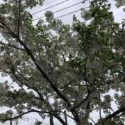 ヒメ日記 2025/04/16 11:50 投稿 みずき 石庭