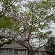 ヒメ日記 2025/04/18 11:40 投稿 みずき 石庭