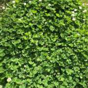 ヒメ日記 2025/04/28 12:13 投稿 みずき 石庭