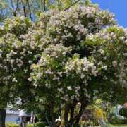 ヒメ日記 2025/10/22 13:50 投稿 みずき 石庭