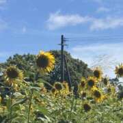 ヒメ日記 2025/08/07 15:10 投稿 みやび 石庭