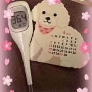 ヒメ日記 2026/04/01 11:20 投稿 まこ 石庭