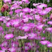 ヒメ日記 2024/12/12 15:09 投稿 マリア 石庭