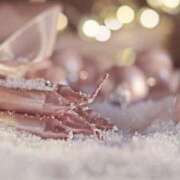 ヒメ日記 2024/12/21 09:06 投稿 マリア 石庭