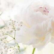 ヒメ日記 2024/12/27 16:12 投稿 マリア 石庭