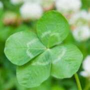 ヒメ日記 2024/12/30 14:09 投稿 マリア 石庭