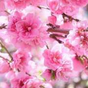 ヒメ日記 2025/03/01 11:30 投稿 マリア 石庭