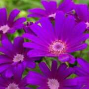 ヒメ日記 2025/03/08 09:34 投稿 マリア 石庭