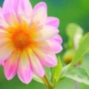 ヒメ日記 2025/03/15 08:40 投稿 マリア 石庭