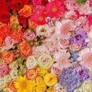 ヒメ日記 2025/03/22 09:37 投稿 マリア 石庭