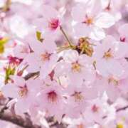 ヒメ日記 2025/04/05 09:30 投稿 マリア 石庭