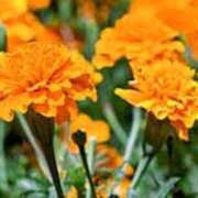 ヒメ日記 2025/04/19 09:25 投稿 マリア 石庭