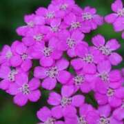 ヒメ日記 2025/04/19 11:20 投稿 マリア 石庭