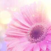 ヒメ日記 2025/04/26 08:50 投稿 マリア 石庭