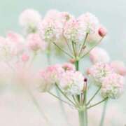 ヒメ日記 2025/05/03 08:40 投稿 マリア 石庭