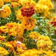 ヒメ日記 2025/05/17 12:01 投稿 マリア 石庭