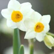 ヒメ日記 2025/05/17 14:00 投稿 マリア 石庭