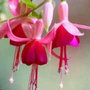 ヒメ日記 2025/05/19 16:00 投稿 マリア 石庭